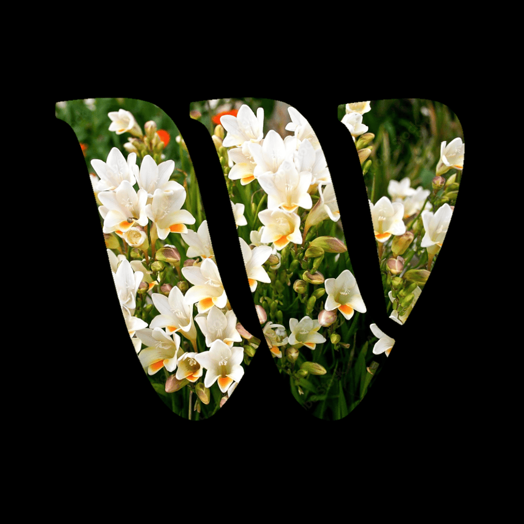 Freesia