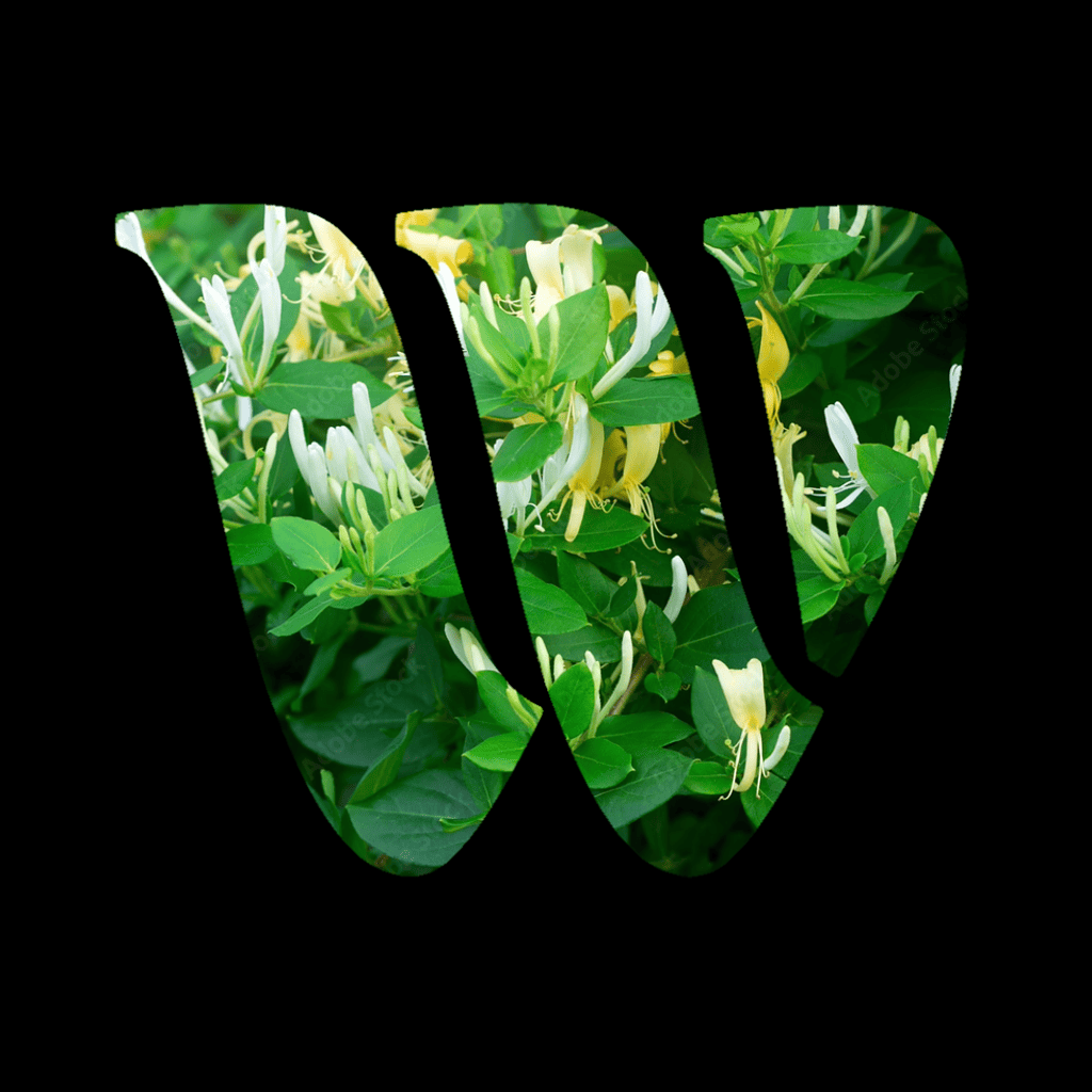 Honeysuckle