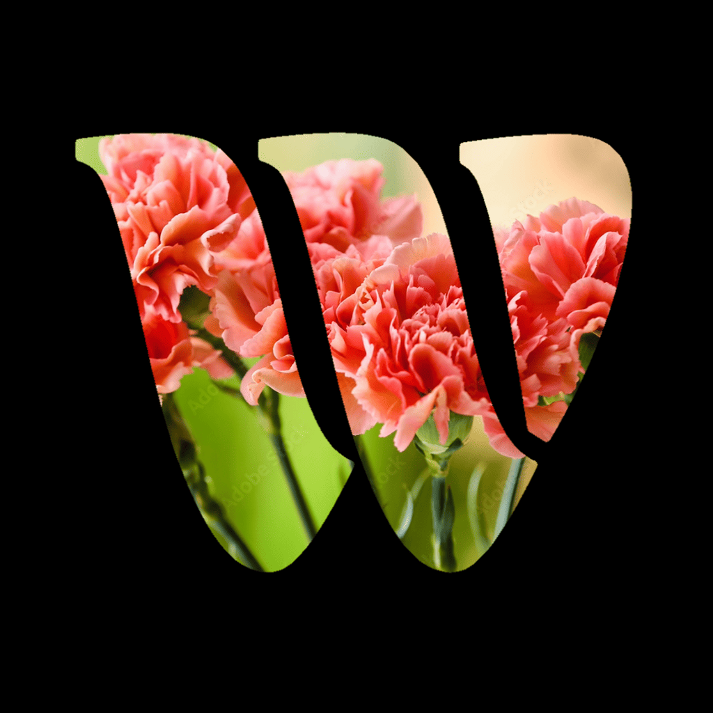 Carnation
