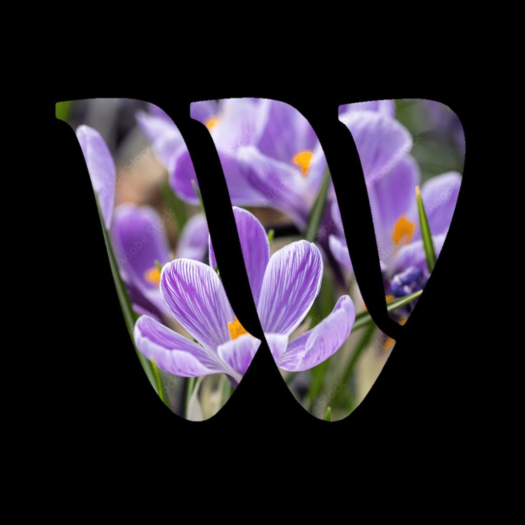 Crocus