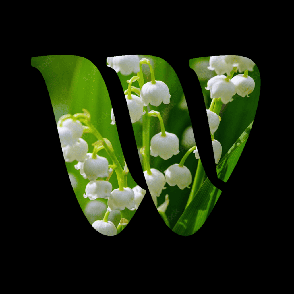 Lily of the Valley