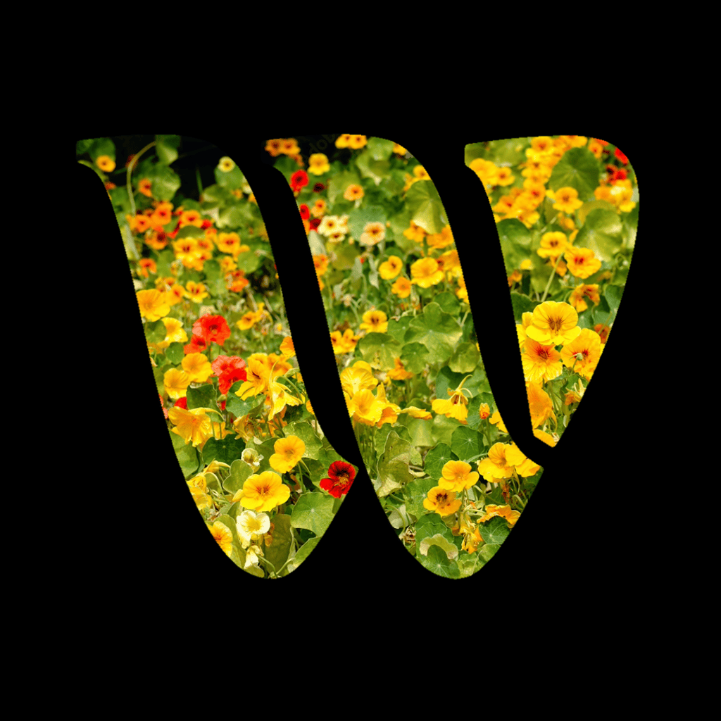 Nasturtium