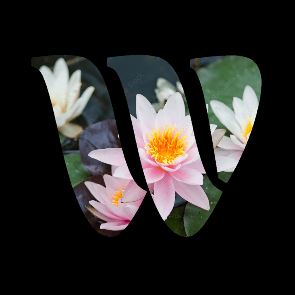 Water Lily