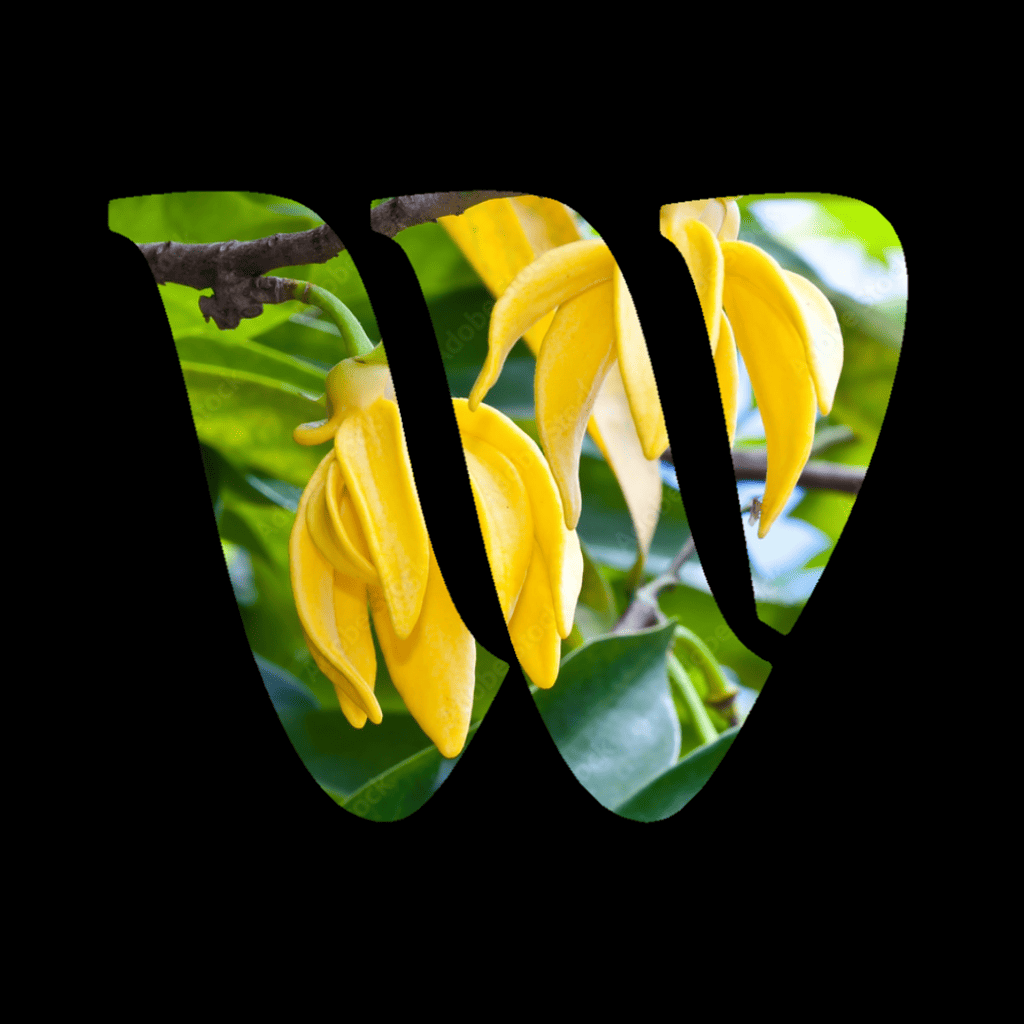 Ylang Ylang