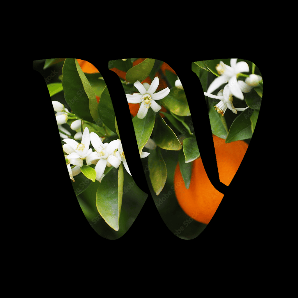 Orange Blossom