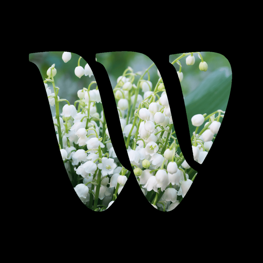 Lily of the Valley