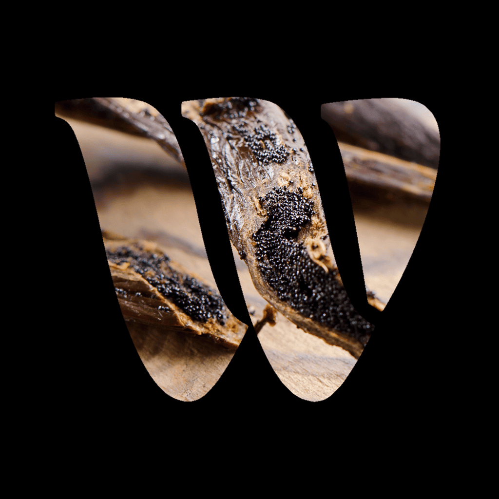 Vanilla