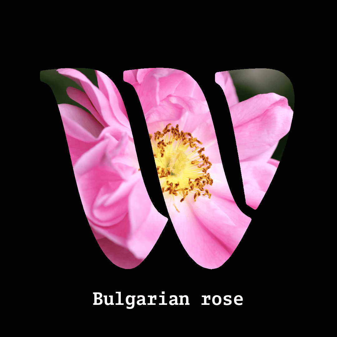 Bulgarian rose note