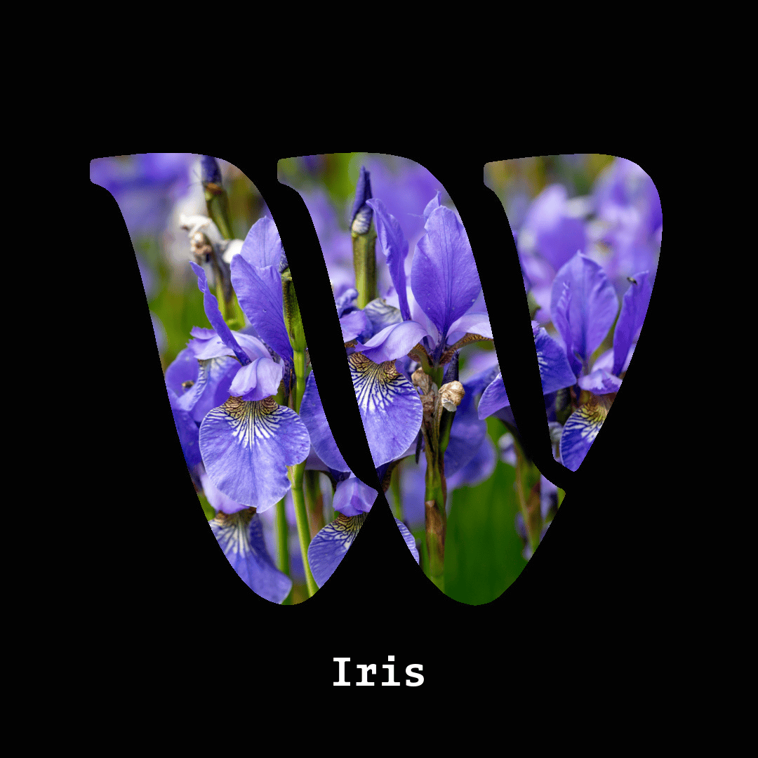 Iris note