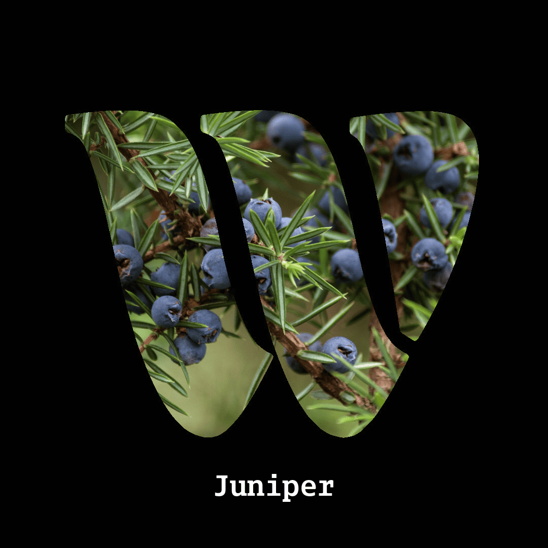 Juniper note