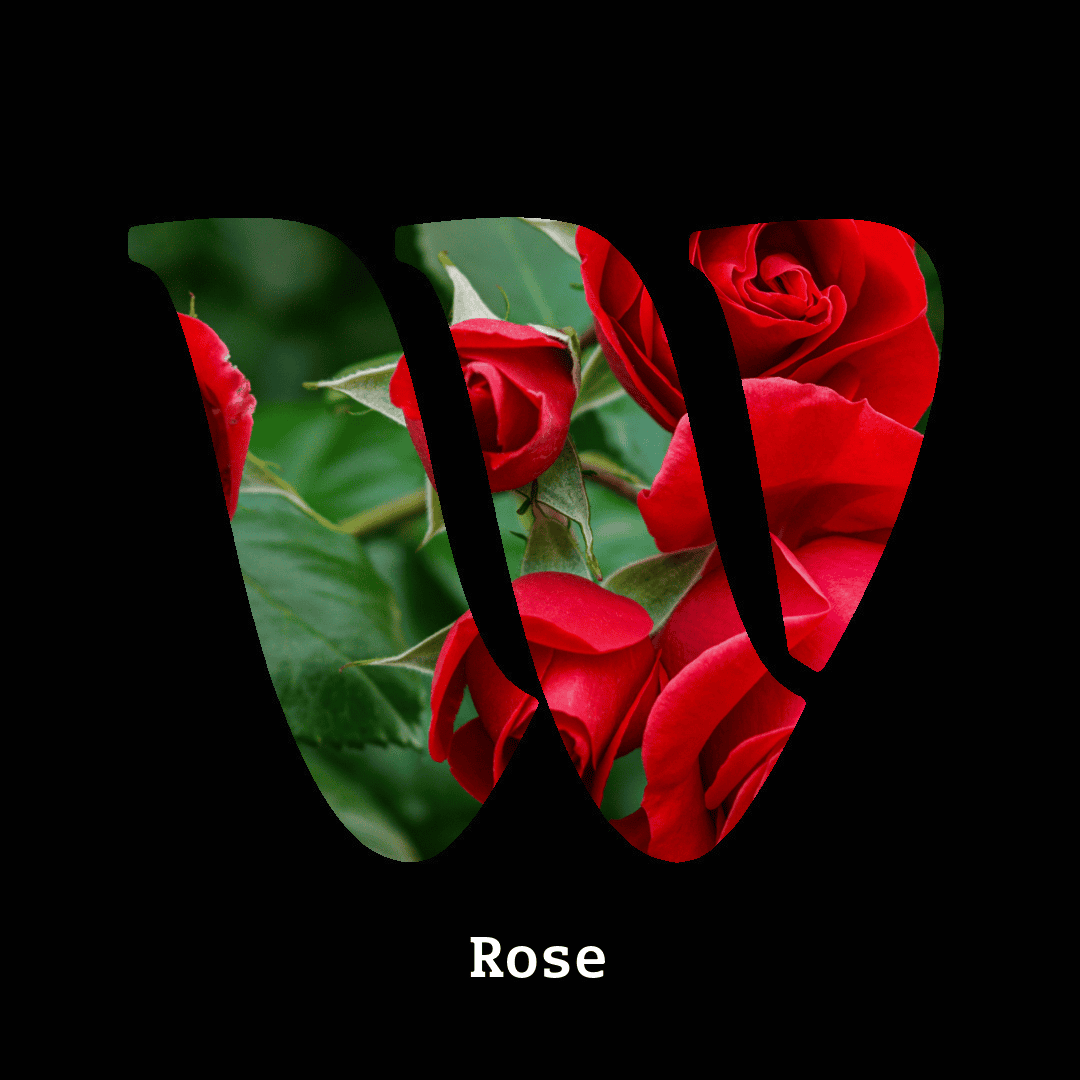 Rose note
