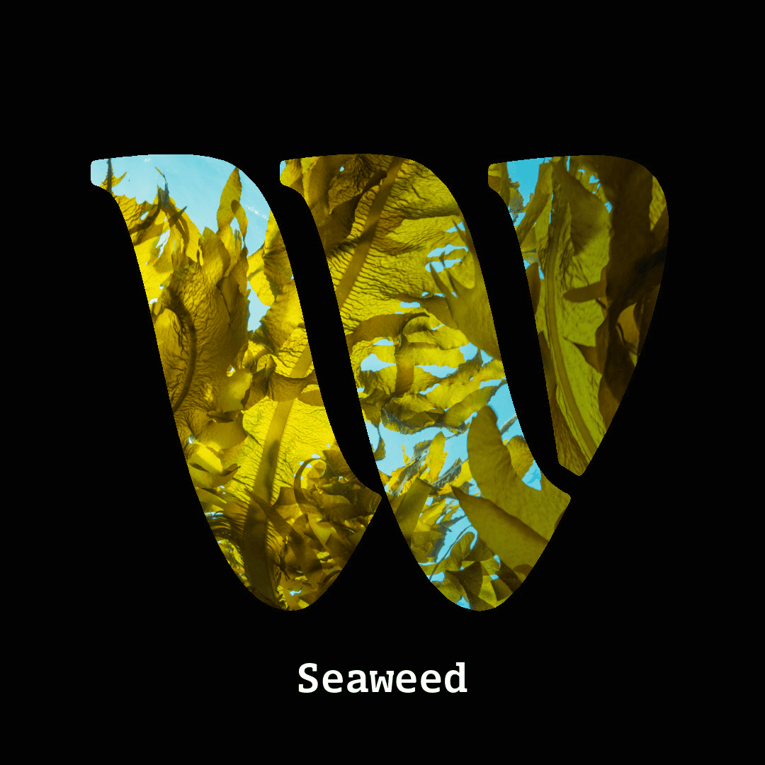 Seaweed note