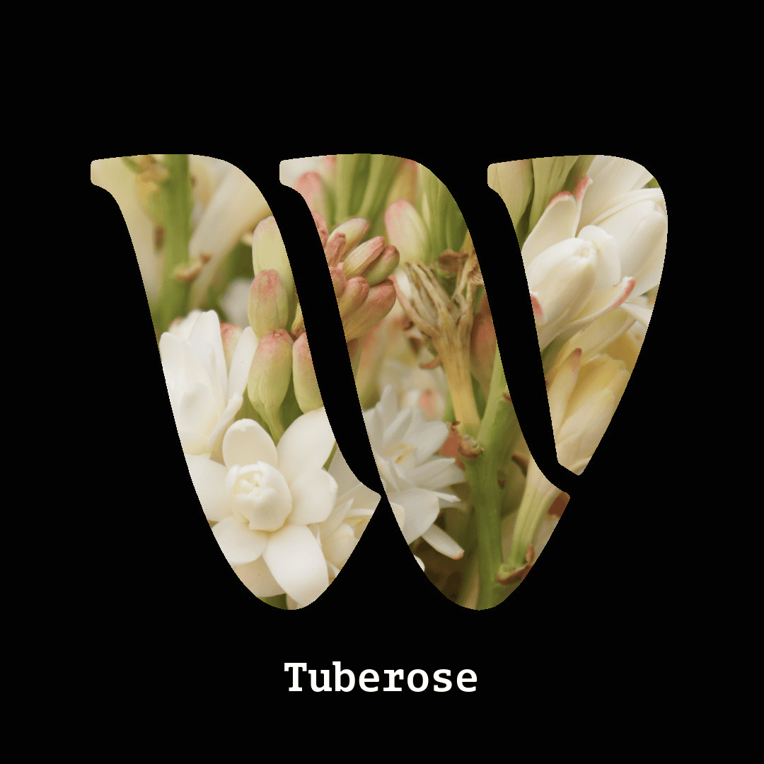 Tuberose note