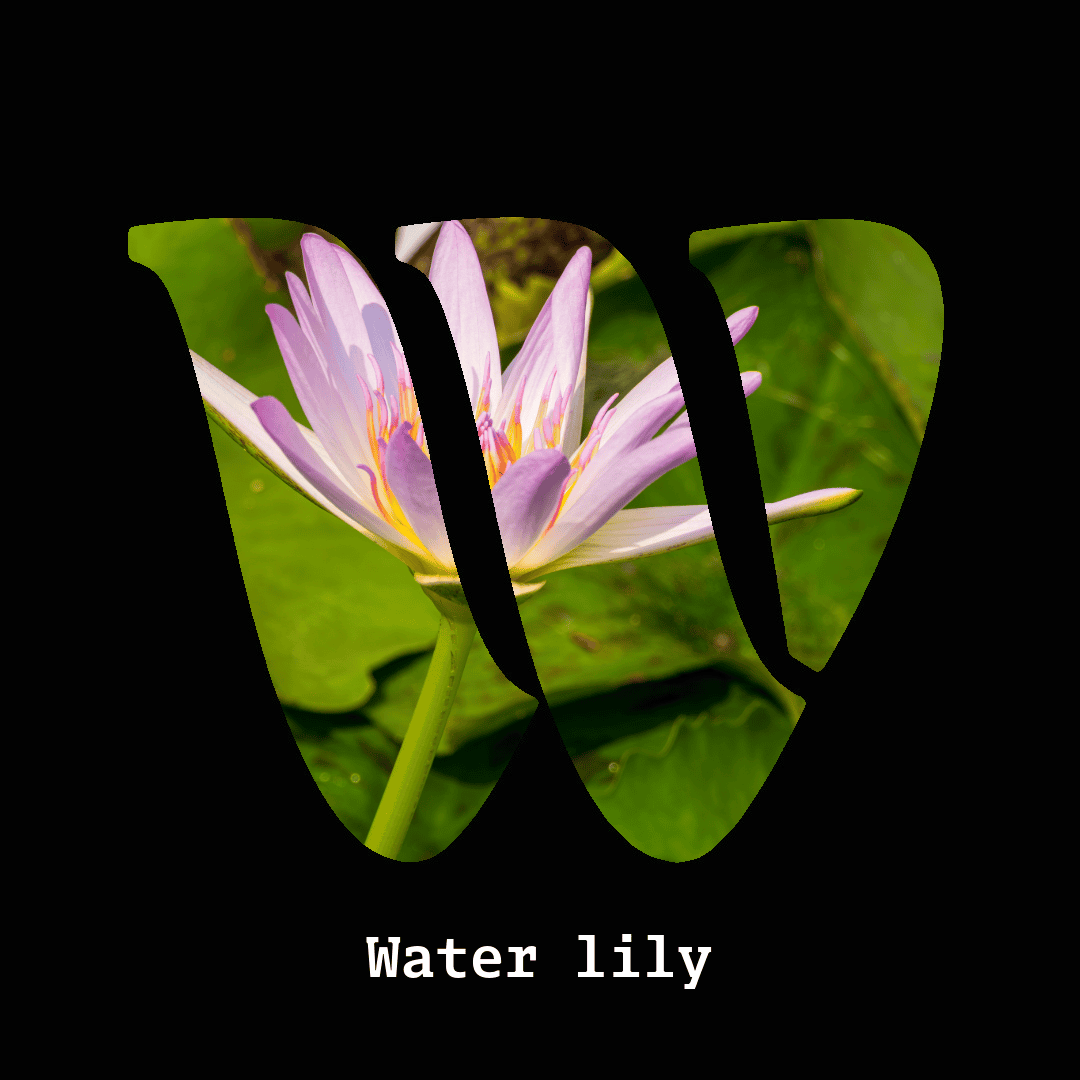 Water lily note