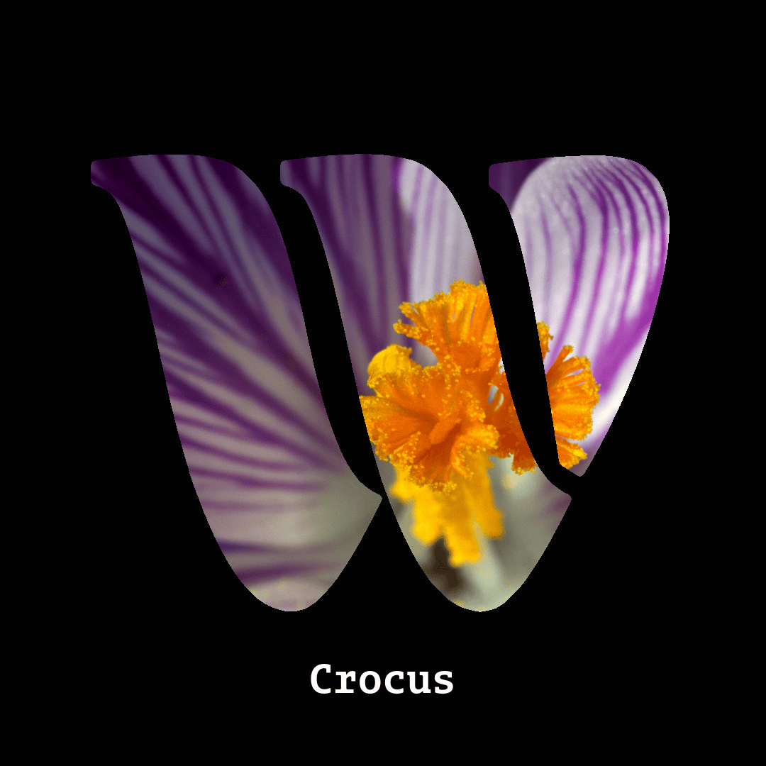 Crocus note