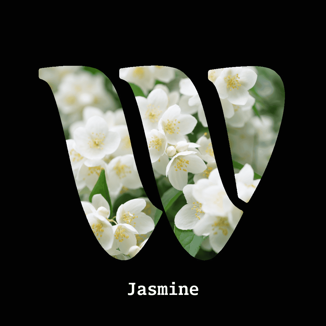 Jasmine note