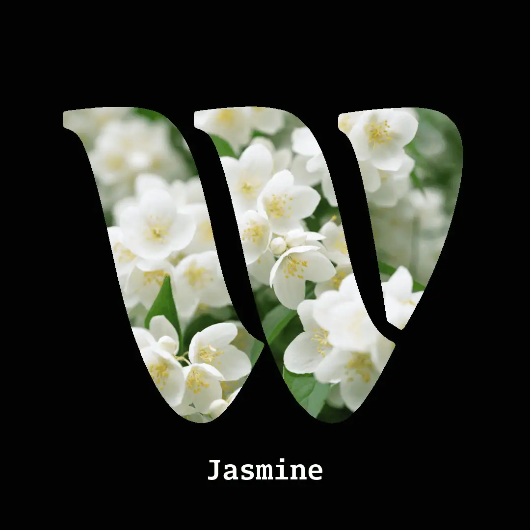 Jasmine note