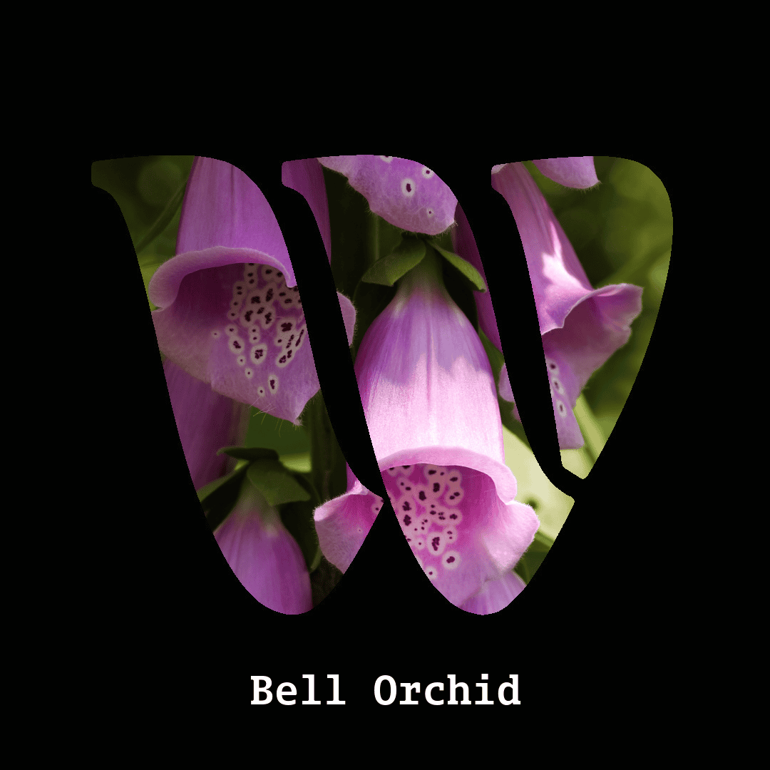 Bell orchid note