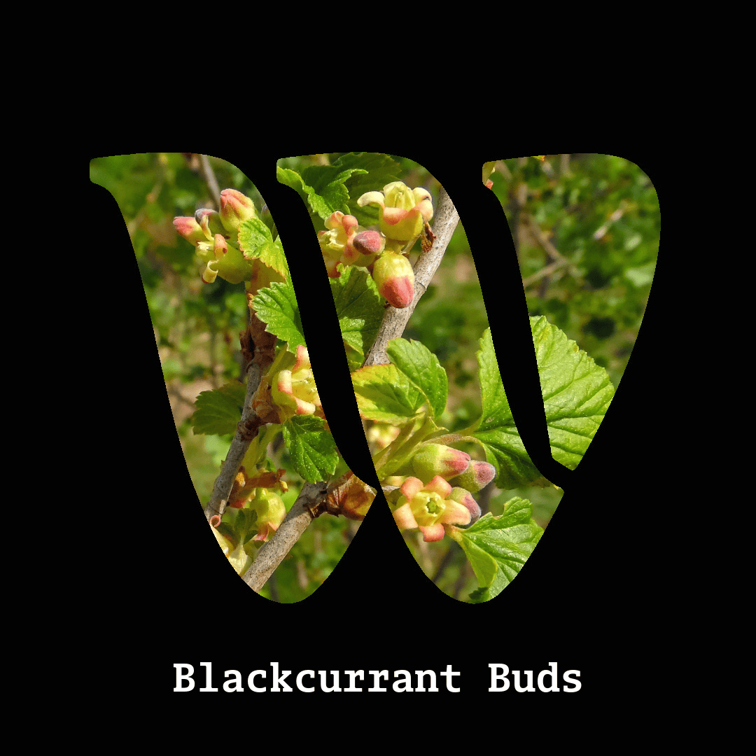 Blackcurrant buds note