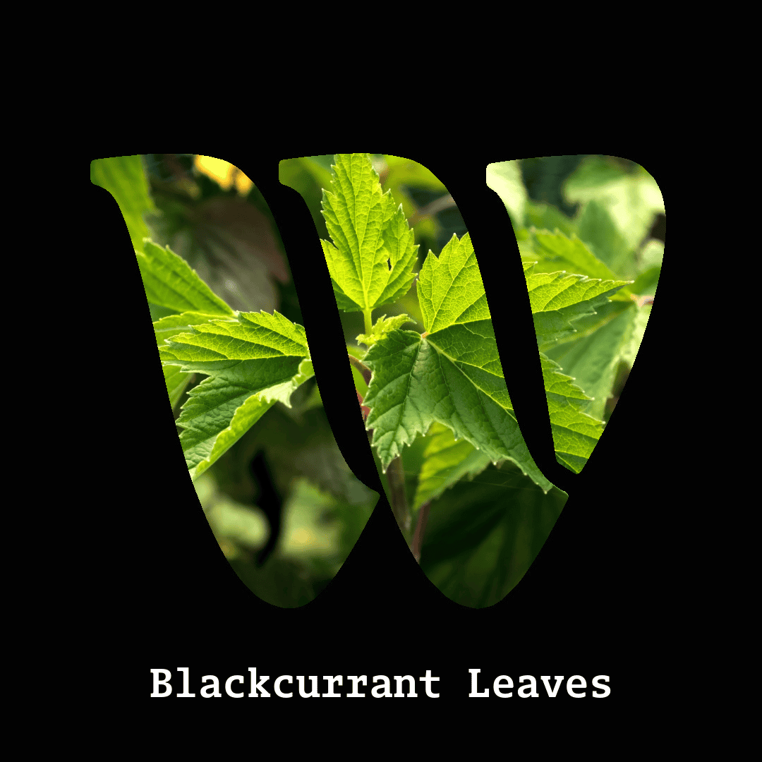 Blackcurrant leaves note