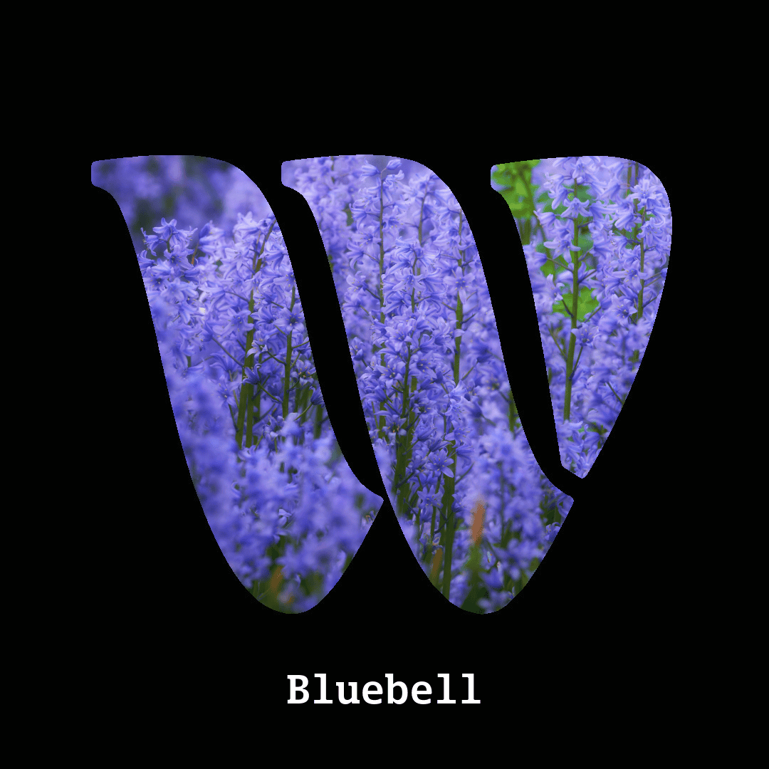 Bluebell note