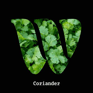 Coriander diffuser oil