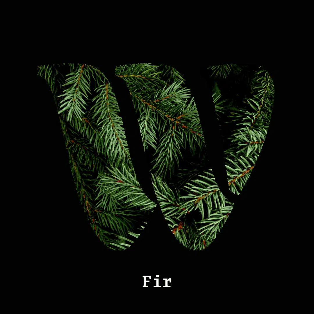 Fir note