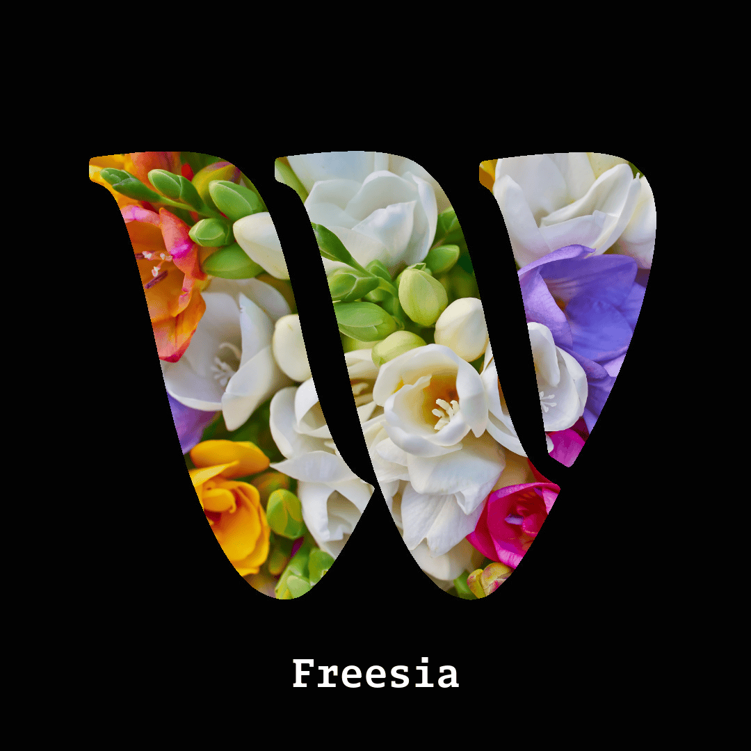 Freesia note