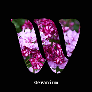 Geranium diffuser oil