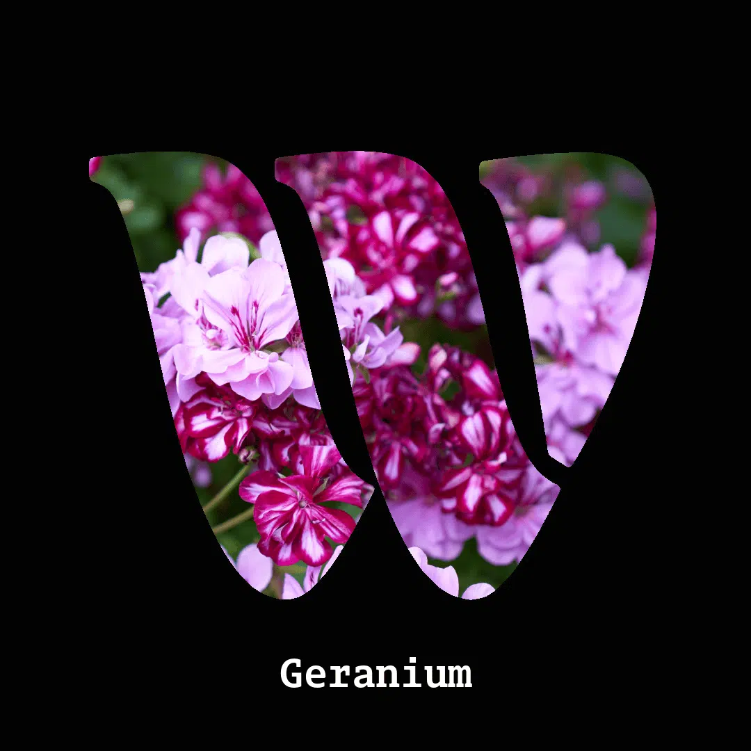 Geranium note