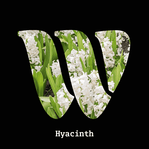 Hyacinth diffuser oil