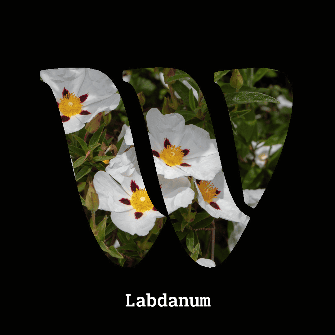 Labdanum note