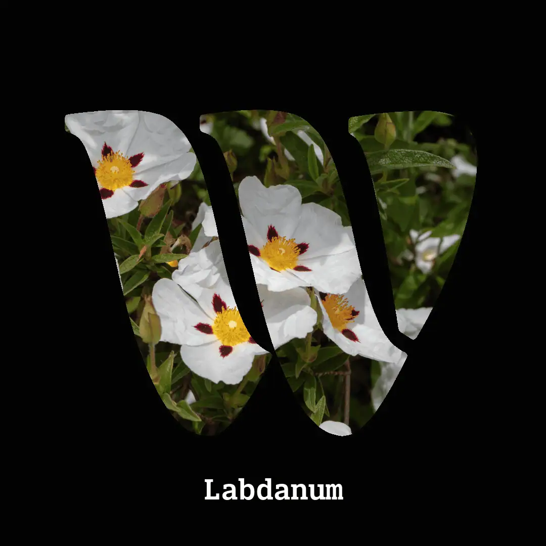 Labdanum note