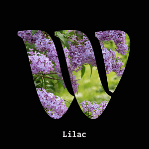 Lilac diffuser oil