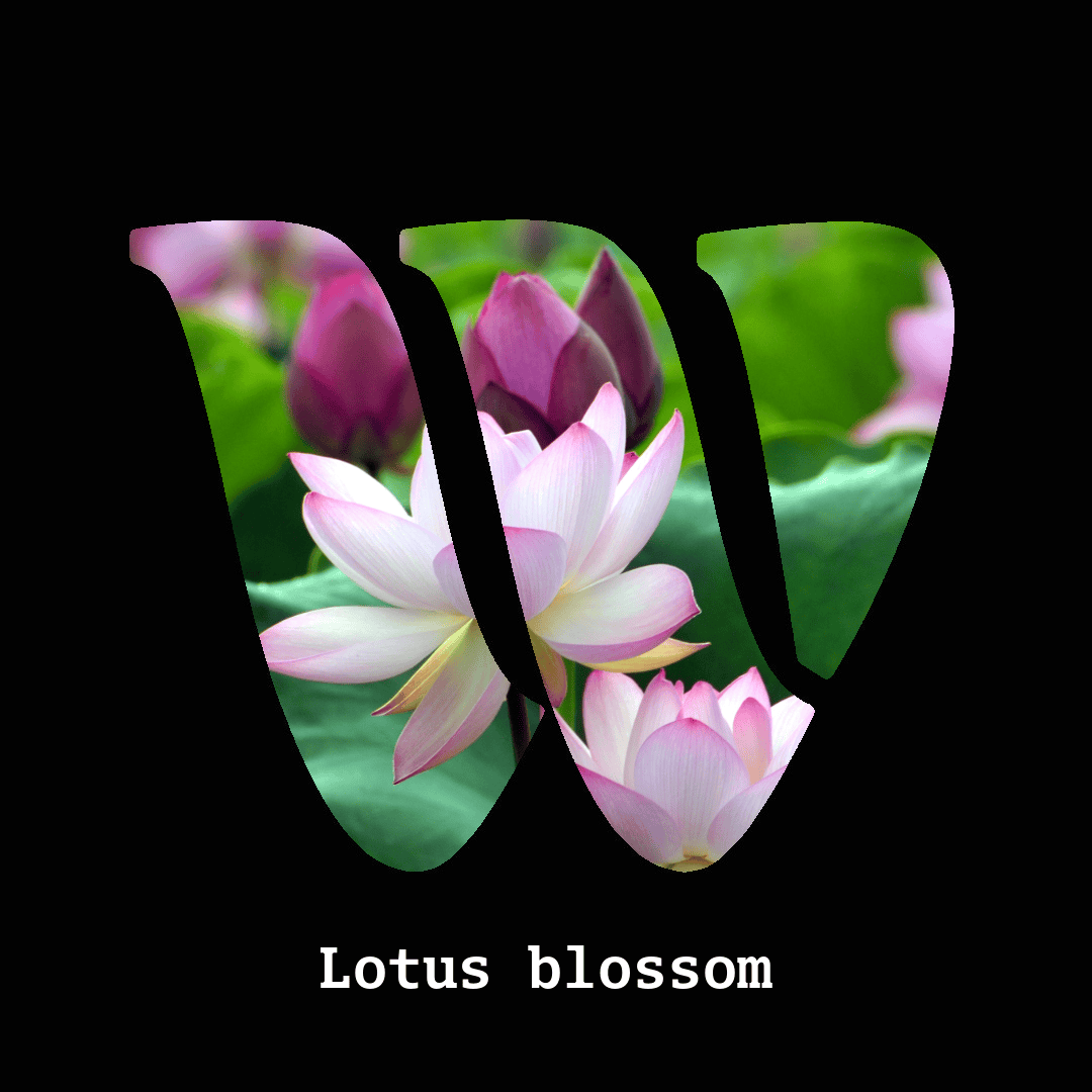 Lotus note
