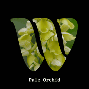 Pale Orchid diffuser oil