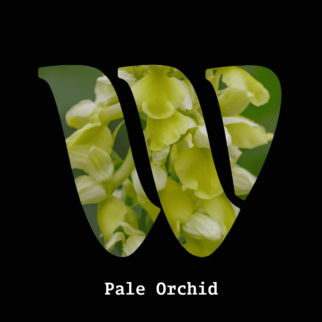 Pale orchid note