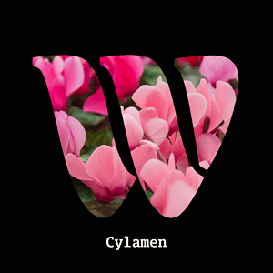 Cyclamen diffuser oil
