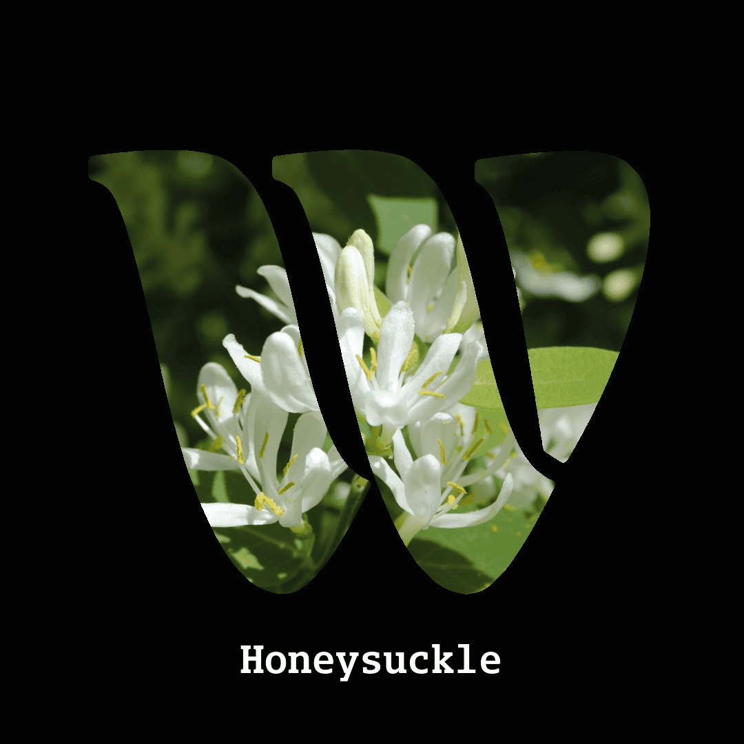 Honeysuckle note