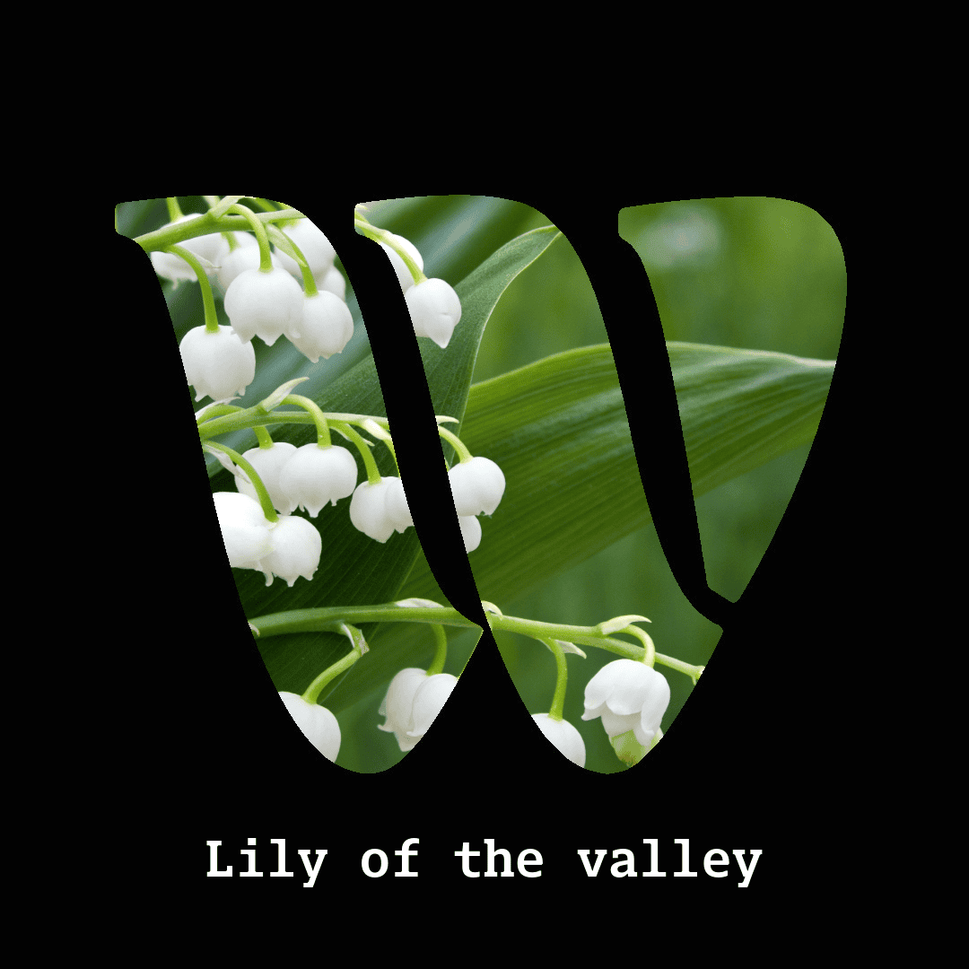Lily of the valley note