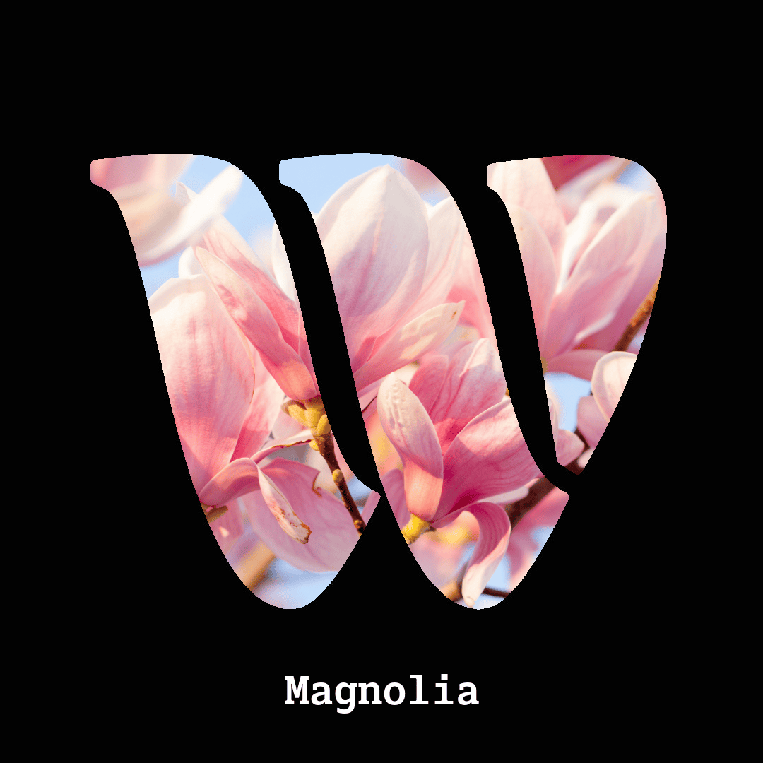 Magnolia note