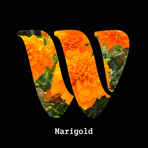 Marigold diffuser oil