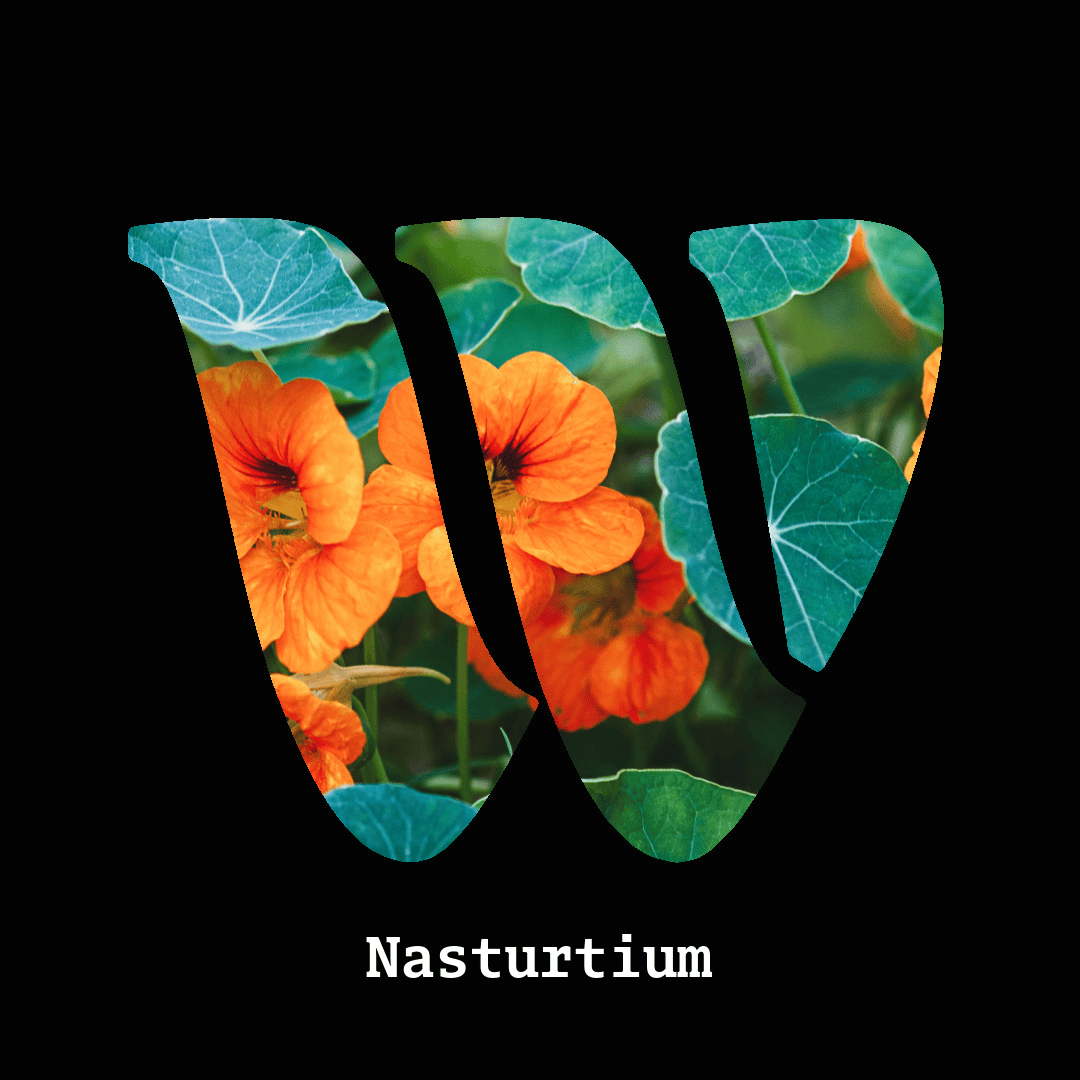 Nasturtium note