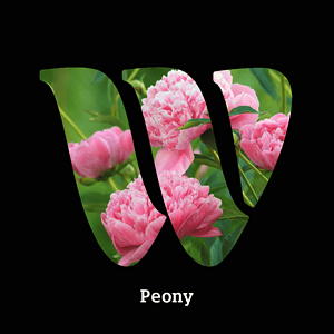 Peony diffuser oil