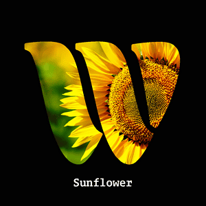 Sunflower diffuser oil